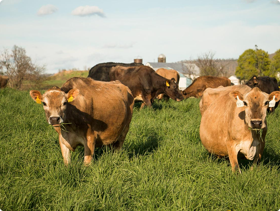A LOT of Tallow Comes From China