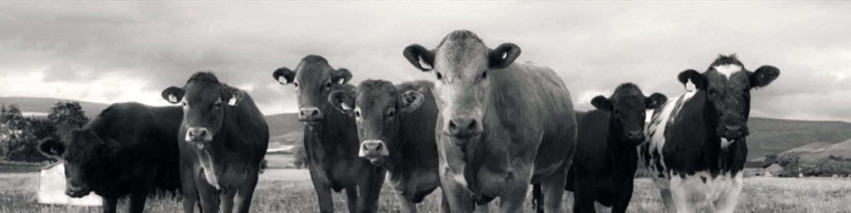 Grass-fed cattle in an open pasture